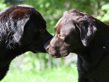 beziehungskiste-hundeschule-begegnungstraining